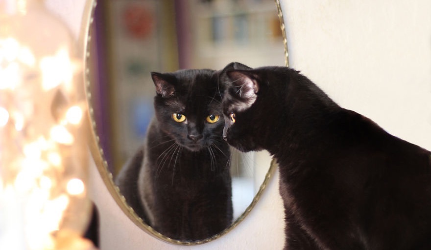 Polygamie et séduction, le secret d'une réussite